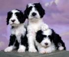 Три красивых щенков